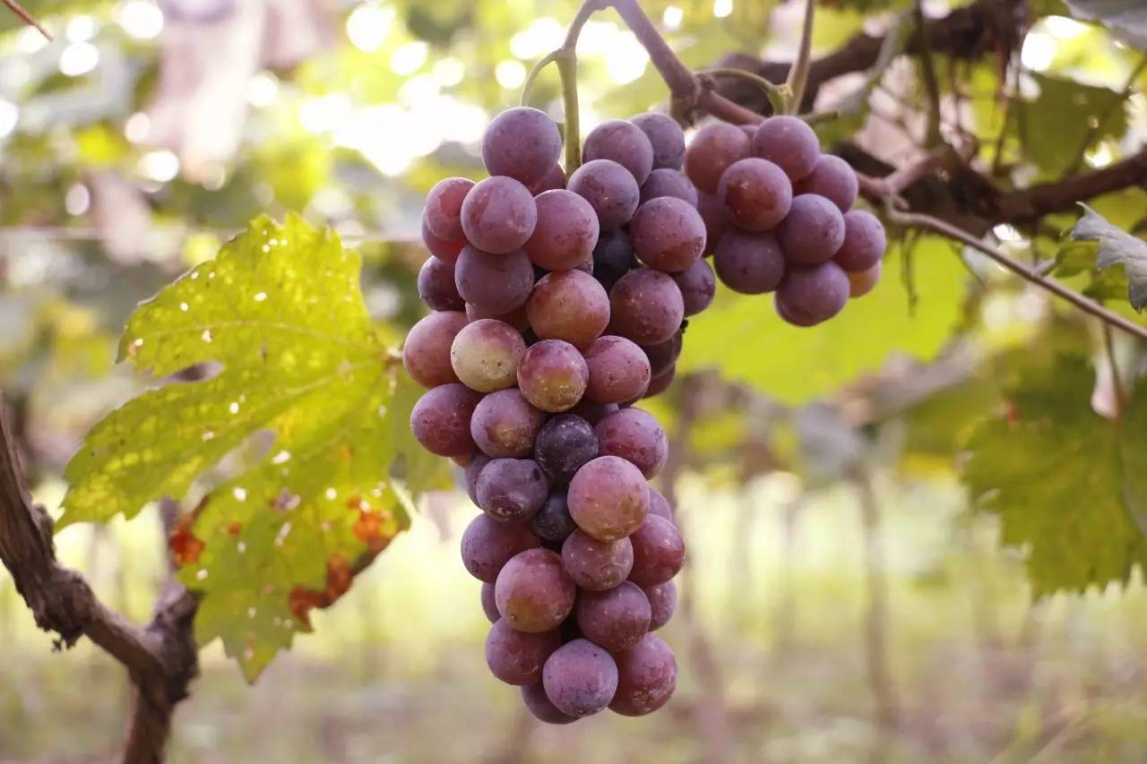 袖珍葡萄树上挂 紫红果肉甜汁多（打一水果)