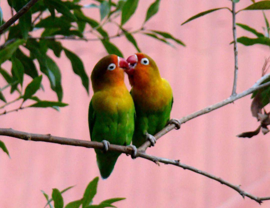 世界上10大最美最好看的鹦鹉 仅看一眼就能让你动心!